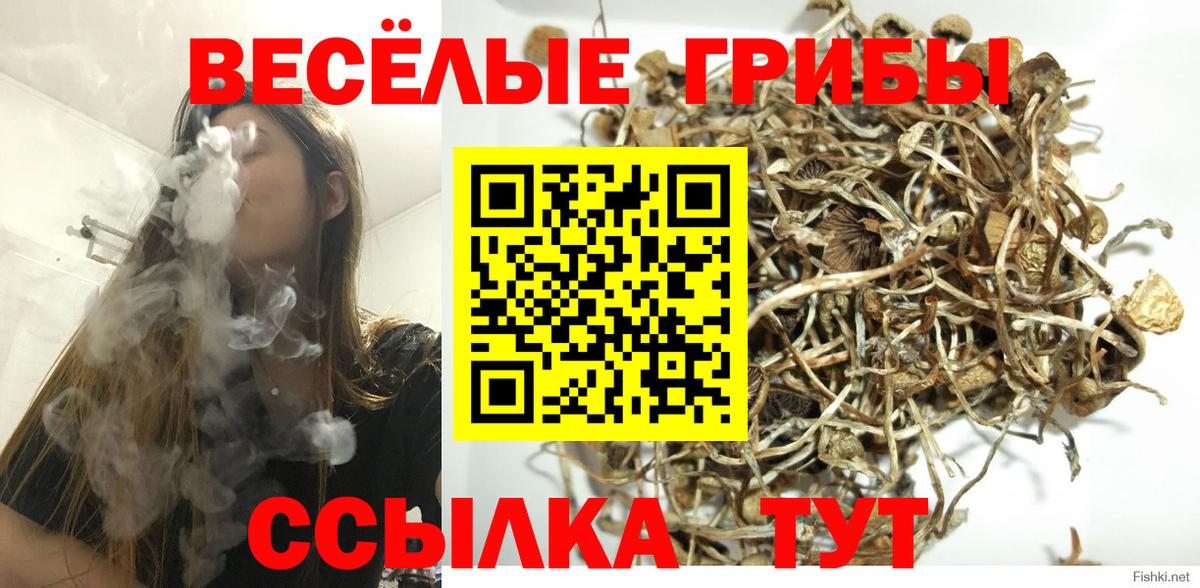 Псилоцибиновые грибы Psilocybine cubensis  Вход с VPN  Кувандык 